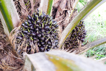 Close up palm oil fruits on tree.
