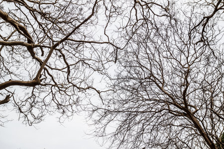 Bare tree branches on a white backgroundの写真素材