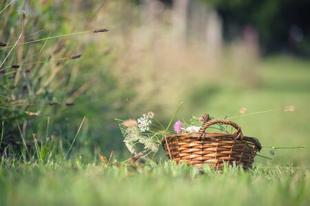 Wicker basket in a field filled with wildflowersの写真素材