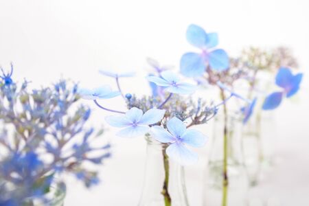 Airy blue blossoms in transparent glass bottlesの写真素材