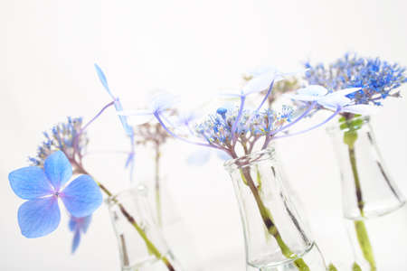Fragile blue blossoms in transparent grass bottlesの写真素材