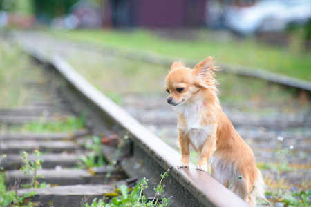 Little sad russet Chihuahua dog standing on railroad all alone, waiting.の写真素材