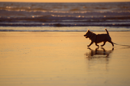 Silhouette of a small furry dog strolling on the beach at the edge of the water at sunsetの写真素材