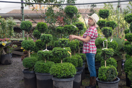 Woman in hat choosing plants in tree nursery for some landscaping project in her backyardの写真素材