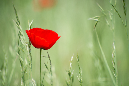 Unique lone red flower in green fieldの写真素材