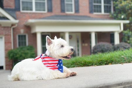 White west highland terrier in american flag scarf on driveway of luxury houseの写真素材