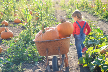 Little girl near cart with pumpkins at farm field patchの写真素材