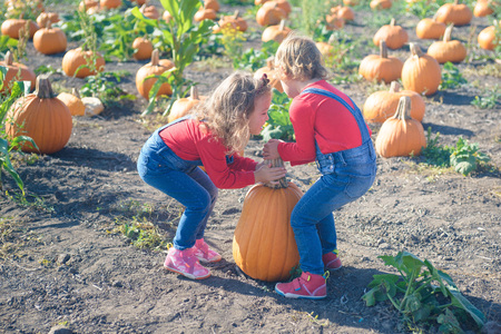 Two little girls carrying pumpkin at field patchの写真素材