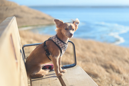 Small Chihuahua dog sitting on bench outsideの写真素材