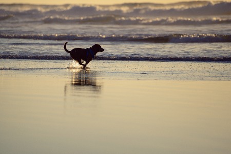 Active dog running on the beach at sunsetの写真素材