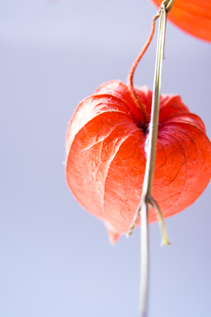 Red orange dry physalis alkekengi lanternsの写真素材