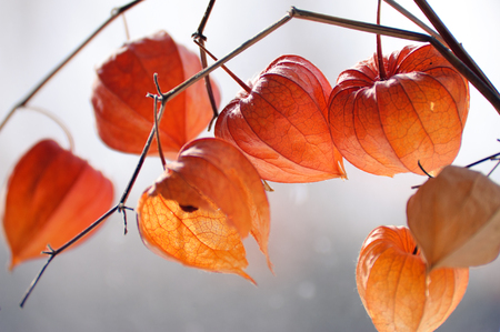 Red orange dry physalis alkekengi lanternsの写真素材