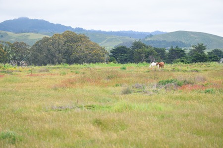 Horses grazing on green grass on private ranchの写真素材