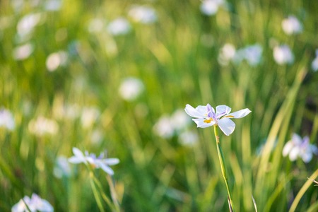 Beautiful iris flower with blurred green backgroundの写真素材