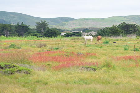 Horses grazing on green grass on private ranchの写真素材