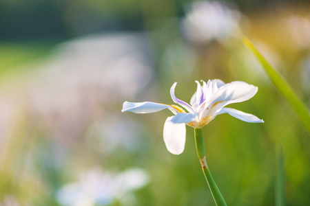 Beautiful iris flower with blurred green backgroundの写真素材