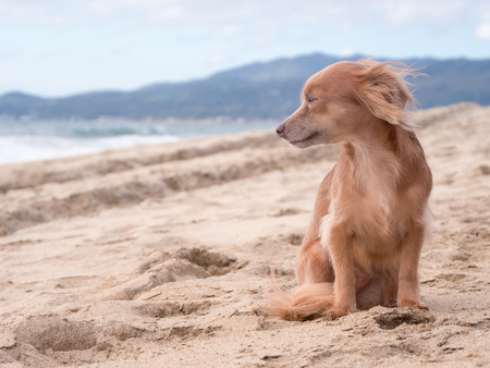 Cute dog looking at the ocean on the beachの写真素材