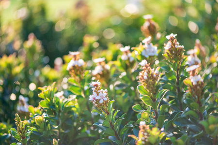 Beautiful flowers with blurred green backgroundの写真素材