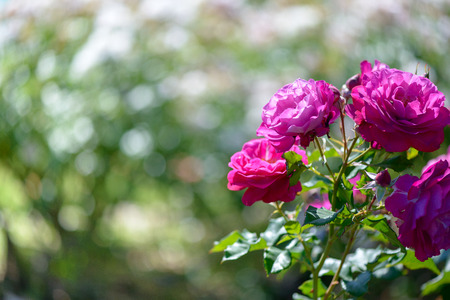 Beautiful pink and purple roses flowers with blurred green backgroundの写真素材