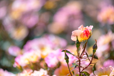 Beautiful pink and yellow roses flowers with blurred green backgroundの写真素材