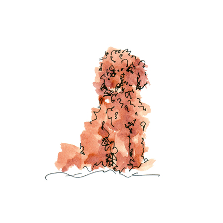 Watercolor illustration of Toy Poodle dog sketch isolated on whiteの写真素材