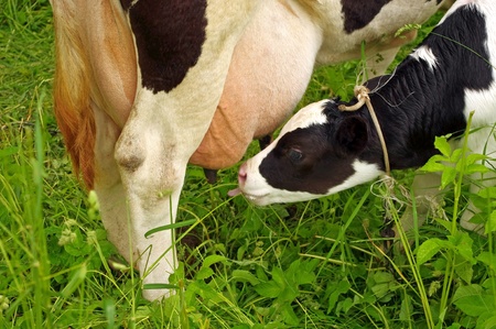 Calf cow feeding on green grassの写真素材