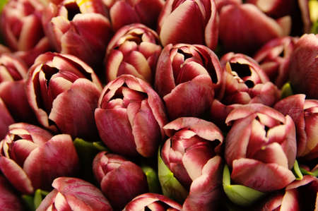 Tulips at the market の写真素材