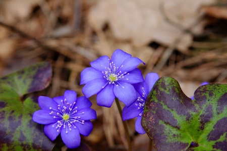 Violet forest flowerの写真素材