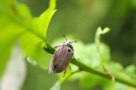 spring beetle cockchafer on oak leaves background 