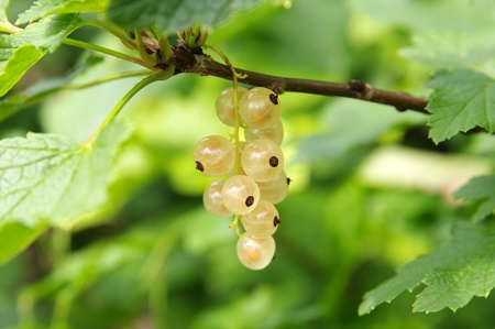 Ripe white currants in the gardenの写真素材