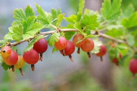 Red gooseberries hanging on a bush の写真素材