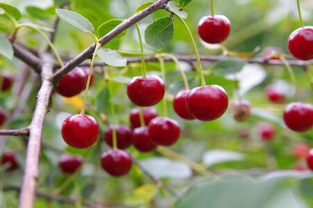 Red and sweet cherries on a branch 
