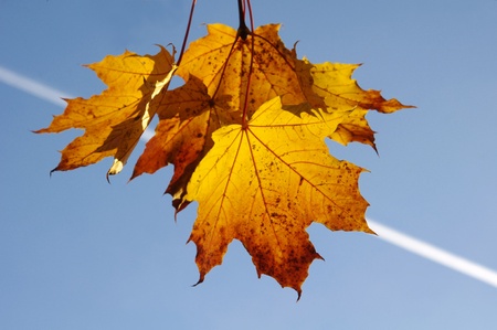 Fall yellow maple leaves in the blue sky 