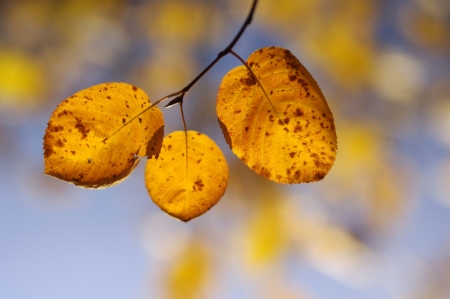 Leaves on a branch against blue sky の写真素材