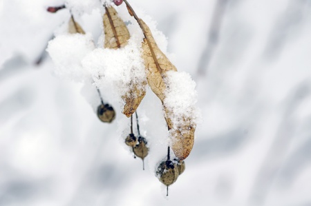 Lime branches covered with snow 