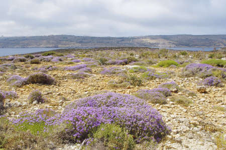 Comino island landscape, malta の写真素材