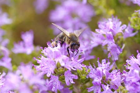 Honey bee on flowerの写真素材