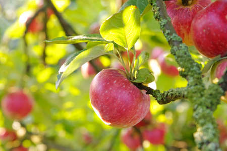 Apples on treeの写真素材