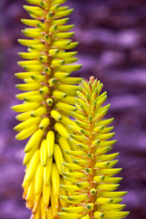 Aloe Vera Flowerの写真素材
