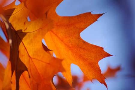 autumn leavesの写真素材