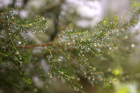 image of fir branches closeupの写真素材