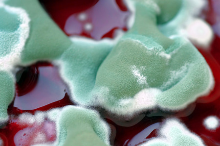Mold colonies on red backgroundの写真素材