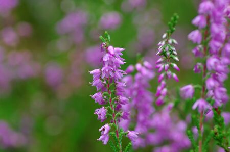 Field of pink heatherの写真素材
