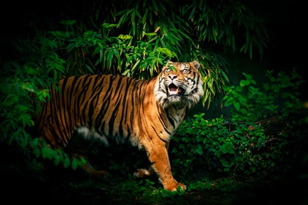 Tiger Looking Upの写真素材