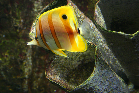 Underwaterの写真素材