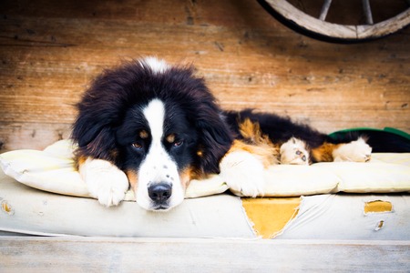 Dog Lying On Mattressの写真素材