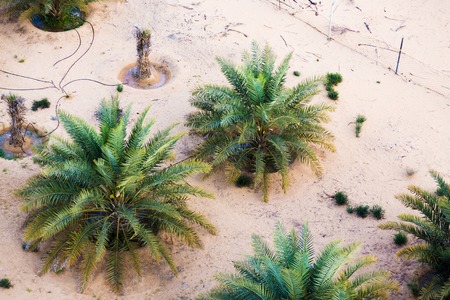 Date Plantation In The Desert