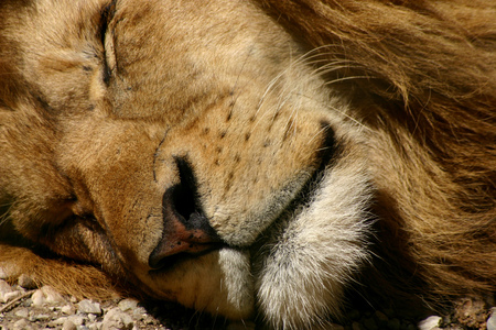 Sleeping Lionの写真素材