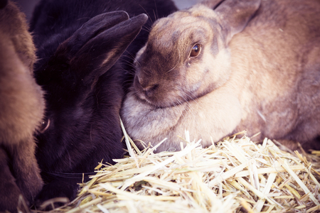 Cute Rabbitsの写真素材