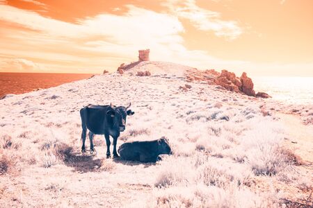 Cows On The Pastureの写真素材
